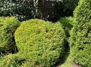 Bush Trimming by Luis RodrÃguez for Marshall H. in Franklin, TN