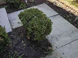 Bush Trimming by James Mckenzie for Krisa H. in Upper Marlboro, MD