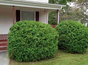 Bush Trimming by Curtis Cullity for Sheryl L. in Saint Clair, MI