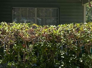 Bush Trimming by Catherine Thomas for Ryan B. in Wesley Chapel, FL