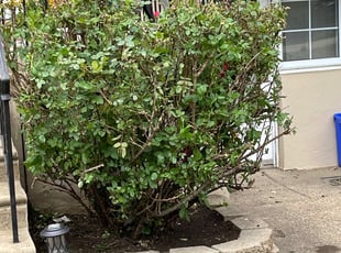 Bush Trimming by Darren Burch for Helen M. in Philadelphia, PA