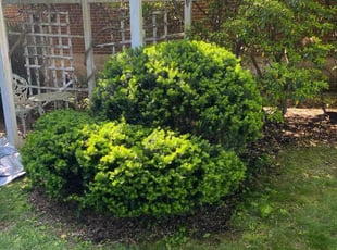 Bush Trimming by Nikolai Jackson for Jessica B. in West Hartford, CT