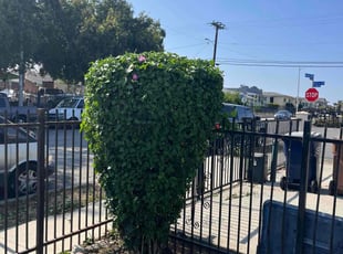 Bush Trimming by Fernando Gomez Rodriguez for Stephanie R. in Los Angeles, CA
