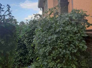 Bush Trimming by Caleb Patton for Asha L. in Cincinnati, OH