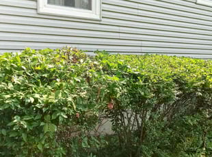 Bush Trimming by Carlos Portillo for Ms.Ransom R. in Fort Washington, MD