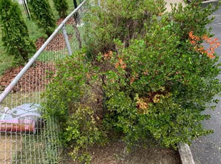 Landscaping by Brandon Johnson for Ann G. in Morningside, MD