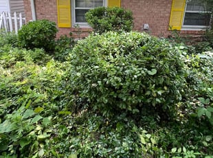 Bush Trimming by Amilcar Flores for Sonya L. in Manassas, VA