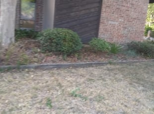 Bush Trimming by Gralin Johnson for 6604 Shorewood Dr Arlington, TX 76016 Y. in Arlington, TX