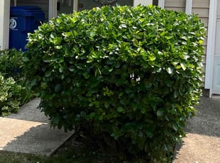 Bush Trimming by Thomas Fador for Tamara C. in Baltimore, MD