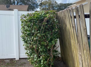 Bush Trimming by Clinton DeVault for Jamal M. in Valrico, FL