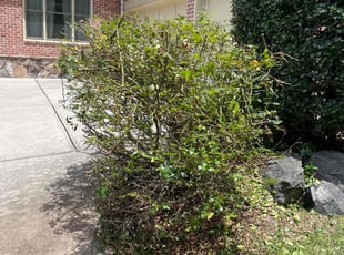 Bush Trimming by Milton Rodriguez for J. B. in Marietta, GA