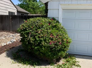 Bush Trimming by Jonathan Allen for Mary S. in Sacramento, CA