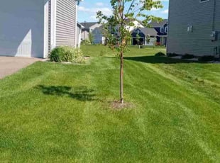 Paddy V.'s Grass Cutting service result
