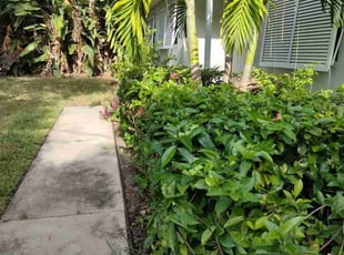 Bush Trimming by Steve Hughes for Anthony P. in Satellite Beach, FL