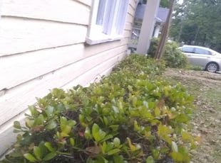 Bush Trimming by Jesse Blackshear for Viv D. in East Point, GA