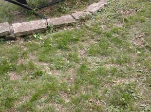 Weeding by Christopher Rhyne for Melissa S. in Madison, WI