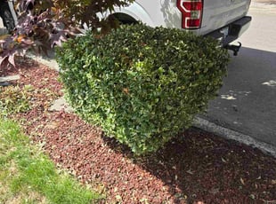 Bush Trimming by Paul Espinoza for Robert G. in Kirkland, WA