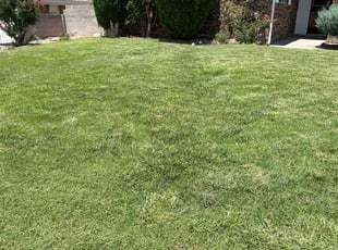Victoria S.'s Lawn Mowing service result