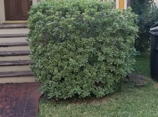 Bush Trimming by Rolando Callejas for Allison S. in Houston, TX