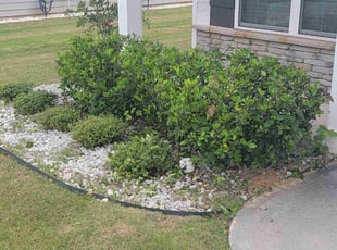 Bush Trimming by tracy garrison for Sanjeev R. in Newnan, GA