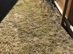 Leaf Removal by Bruce Montgomery for Sherry W. in Round Rock, TX