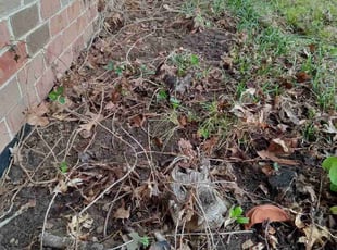 Leaf Removal by John Wallace for Robin W. in Memphis, TN