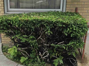 Bush Trimming by Robert Dowdy for Kathleen K. in Milwaukee, WI