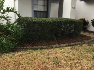 Bush Trimming by Robert Fritsch for Christy R. in Orlando, FL