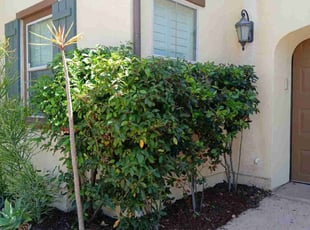 Cleanups by Dustyn Roberts for Justin U. in San Diego, CA