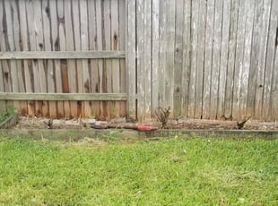 Bush Trimming by Rolando Callejas for Alyssa O. in Cypress, TX