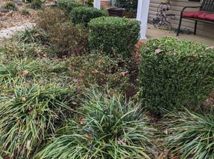 Bush Trimming by Zachary Schwarz for Rob H. in Charlotte, NC