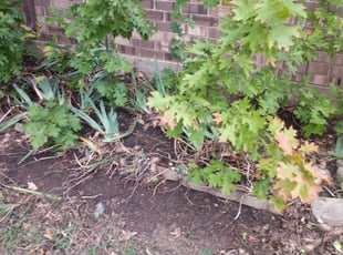Weeding by Devonn Ford for Crawford R. in Fort Worth, TX