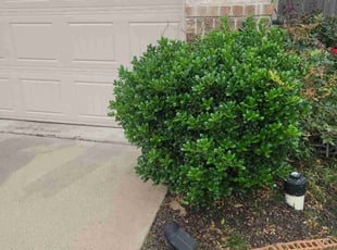 Bush Trimming by Gladis Carcamo for Raymond J. in Richmond, TX