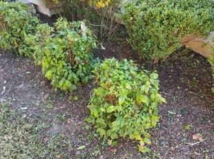 Weeding by Michael Weaver for Maddie M. in Nashville, TN