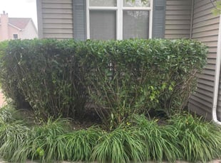 Bush Trimming by Jose Sanchez for Anton W. in Oswego, IL