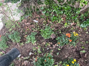 Weeding by Gilbert Osorio for Mary M. in Woodbridge, VA