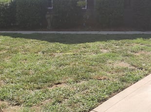 Bush Trimming by Paul Norman for Lillian R. in Belmont, NC