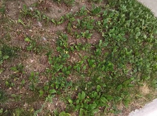 Cleanups by Tom Davis for Matt G. in Denver, CO
