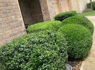 Bush Trimming by Luis HernΓ‘ndez for Chad K. in San Antonio, TX