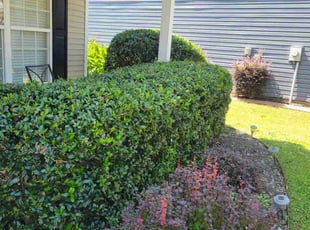 Bush Trimming by Daniela Budu for Thomas H. in Greer, SC