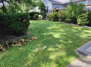 Wilma H.'s Lawn Mowing Service service result
