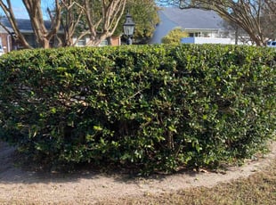 Bush Trimming by Steven Moreira for Rebecca A. in Virginia Beach, VA