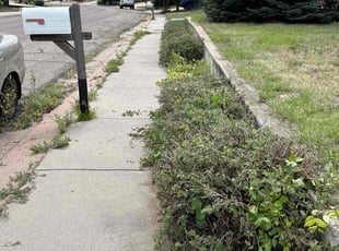 Bush Trimming by Jeremiah Mabrey for Eric C. in Colorado Springs, CO