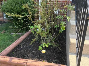 Cleanups by Juan Francisco Amaya for Priscilla L. in Glen Burnie, MD