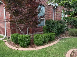 Bush Trimming by Abel Baeza for Jacob B. in Allen, TX