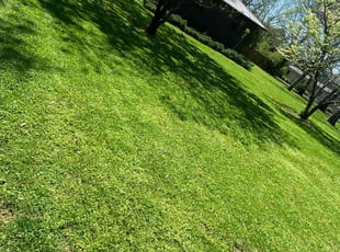 Dr. T.'s Lawn Mowing Service service result