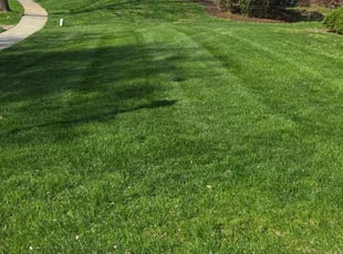 Carisa G.'s Lawn Mowing Service service result