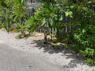Bush Trimming by Robert Lee for Walter R. in Siesta Key, FL