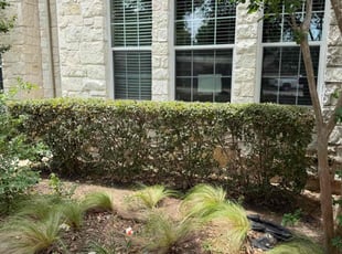 Bush Trimming by Raquel Gutierrez for Jeff S. in Austin, TX
