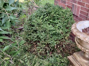 Bush Trimming by Noe Lara for Scott M. in Omaha, NE